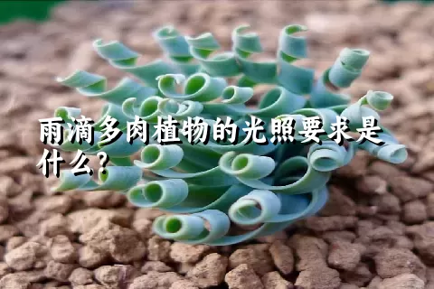 雨滴多肉植物的光照要求是什么？