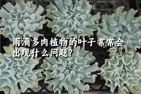 雨滴多肉植物的叶子常常会出现什么问题？