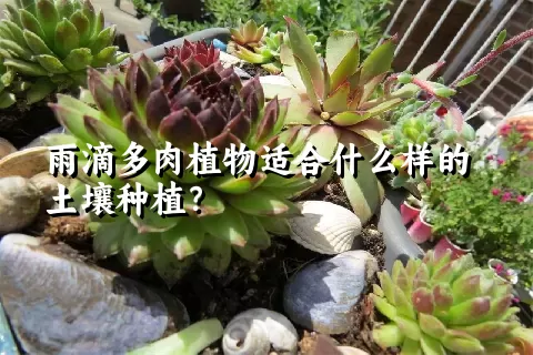 雨滴多肉植物适合什么样的土壤种植？