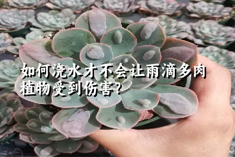 如何浇水才不会让雨滴多肉植物受到伤害？