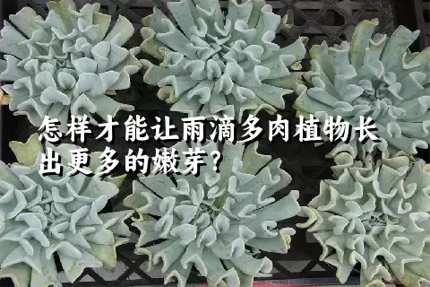 怎样才能让雨滴多肉植物长出更多的嫩芽？