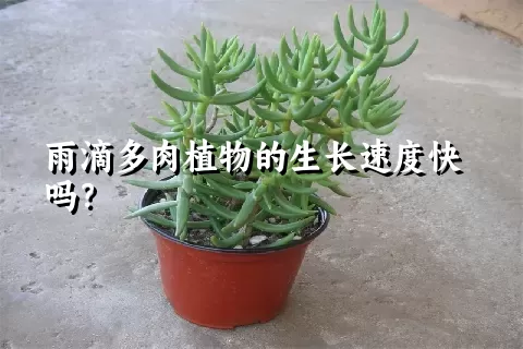 雨滴多肉植物的生长速度快吗？