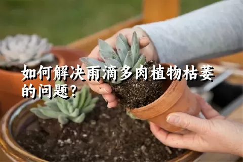 如何解决雨滴多肉植物枯萎的问题？