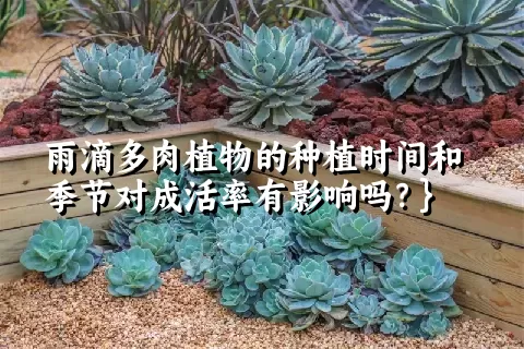 雨滴多肉植物的种植时间和季节对成活率有影响吗？