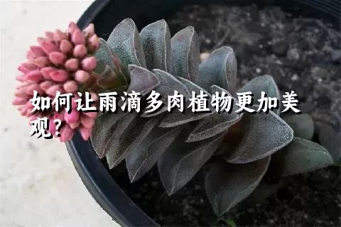 如何让雨滴多肉植物更加美观？