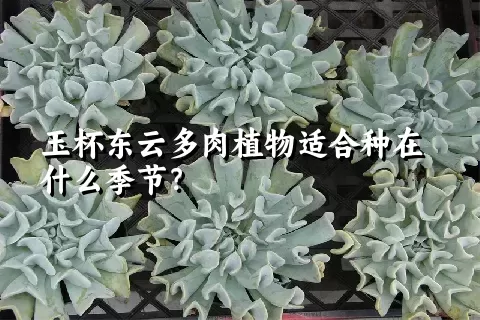 玉杯东云多肉植物适合种在什么季节？