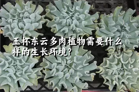 玉杯东云多肉植物需要什么样的生长环境？