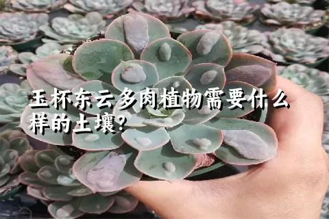 玉杯东云多肉植物需要什么样的土壤？