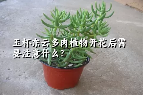 玉杯东云多肉植物开花后需要注意什么？