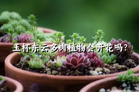 玉杯东云多肉植物会开花吗？