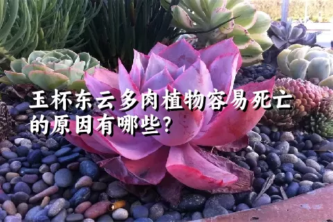 玉杯东云多肉植物容易死亡的原因有哪些？