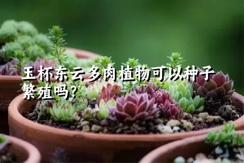 玉杯东云多肉植物可以种子繁殖吗？