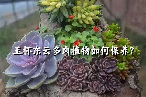 玉杯东云多肉植物如何保养？