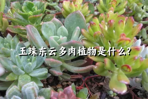 玉珠东云多肉植物是什么?