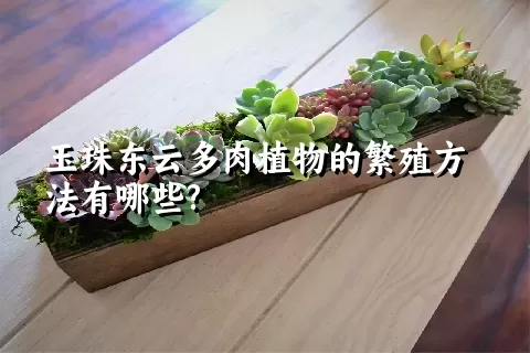 玉珠东云多肉植物的繁殖方法有哪些?