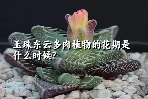 玉珠东云多肉植物的花期是什么时候?