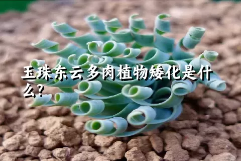 玉珠东云多肉植物矮化是什么?