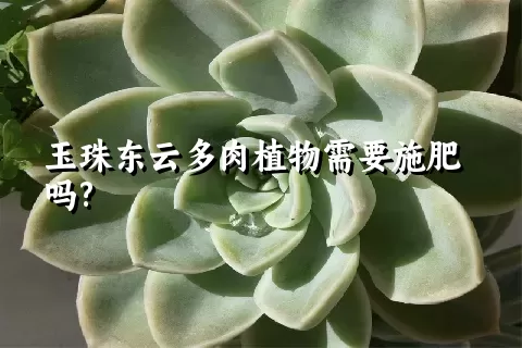 玉珠东云多肉植物需要施肥吗?