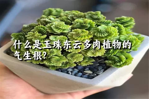 什么是玉珠东云多肉植物的气生根?