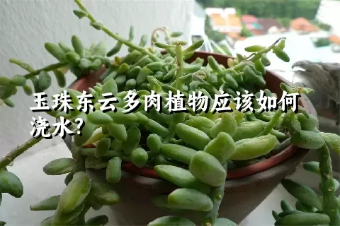 玉珠东云多肉植物应该如何浇水?