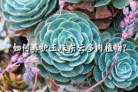 如何养护玉珠东云多肉植物?