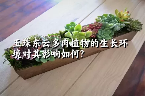 玉珠东云多肉植物的生长环境对其影响如何?