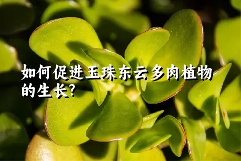 如何促进玉珠东云多肉植物的生长?