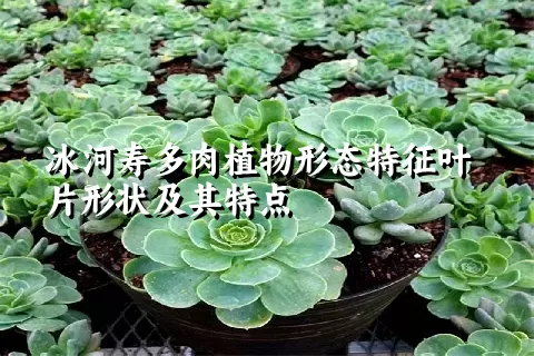 冰河寿多肉植物形态特征叶片形状及其特点