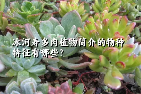 冰河寿多肉植物简介的物种特征有哪些？