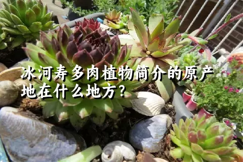 冰河寿多肉植物简介的原产地在什么地方？