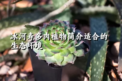 冰河寿多肉植物简介适合的生态环境