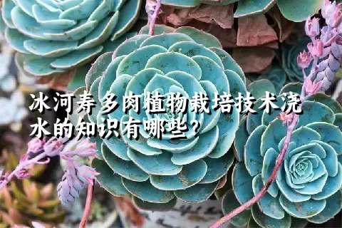 冰河寿多肉植物栽培技术浇水的知识有哪些？