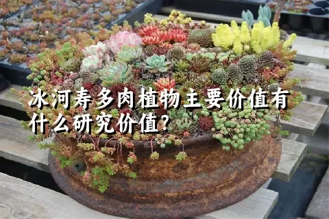 冰河寿多肉植物主要价值有什么研究价值？