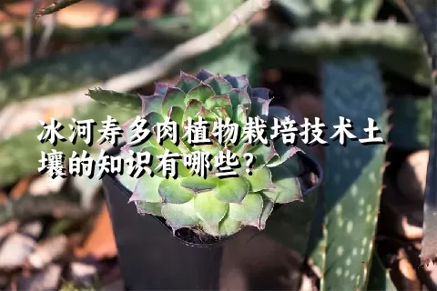 冰河寿多肉植物栽培技术土壤的知识有哪些？