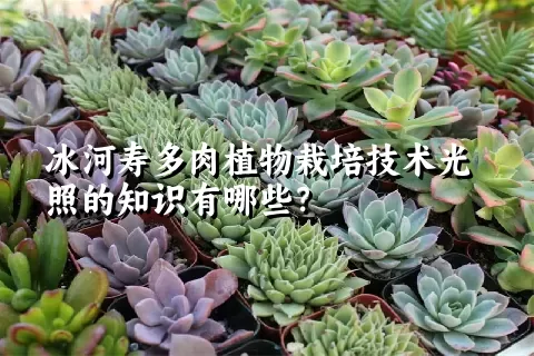 冰河寿多肉植物栽培技术光照的知识有哪些？ 