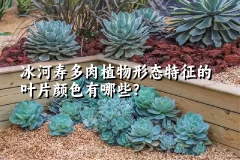 冰河寿多肉植物形态特征的叶片颜色有哪些？