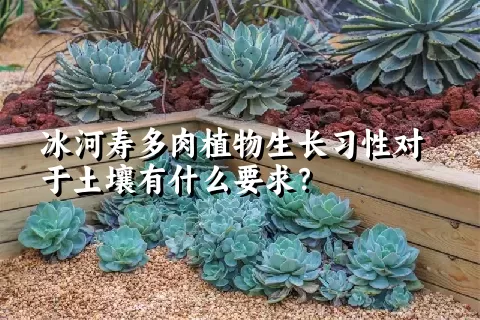 冰河寿多肉植物生长习性对于土壤有什么要求？	