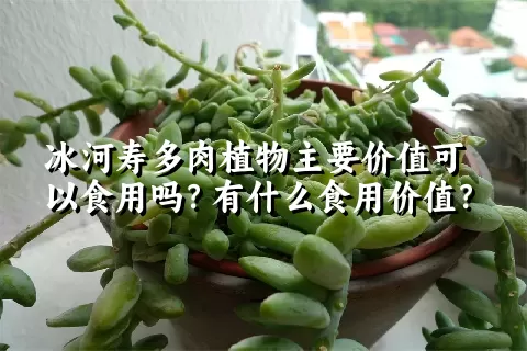 冰河寿多肉植物主要价值可以食用吗？有什么食用价值？