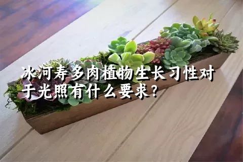 冰河寿多肉植物生长习性对于光照有什么要求？