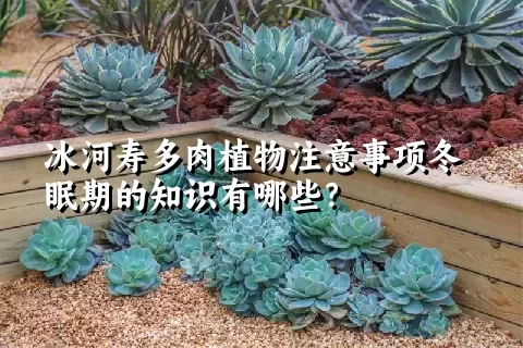 冰河寿多肉植物注意事项冬眠期的知识有哪些？