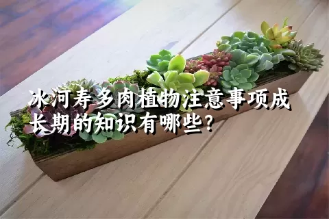 冰河寿多肉植物注意事项成长期的知识有哪些？ 