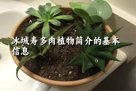 冰城寿多肉植物简介的基本信息