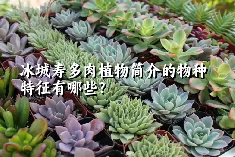 冰城寿多肉植物简介的物种特征有哪些？