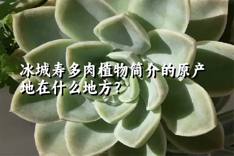 冰城寿多肉植物简介的原产地在什么地方？