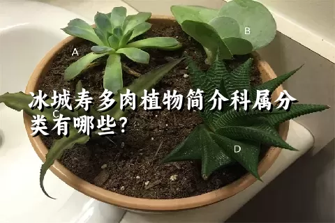 冰城寿多肉植物简介科属分类有哪些？