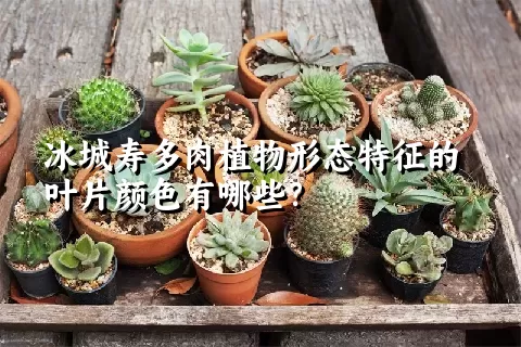 冰城寿多肉植物形态特征的叶片颜色有哪些？