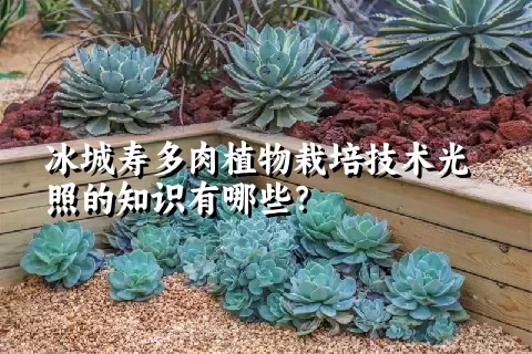 冰城寿多肉植物栽培技术光照的知识有哪些？ 