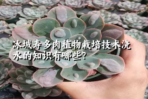 冰城寿多肉植物栽培技术浇水的知识有哪些？