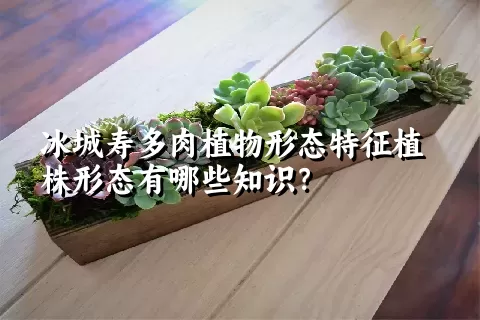 冰城寿多肉植物形态特征植株形态有哪些知识？