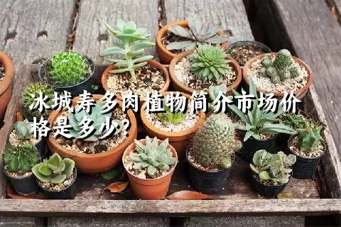 冰城寿多肉植物简介市场价格是多少？